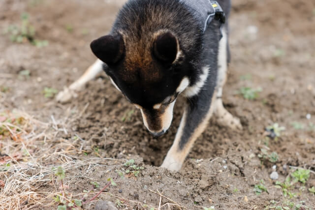 穴掘りをする子犬