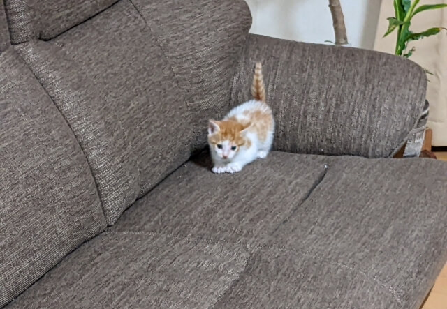 ソファに座る猫