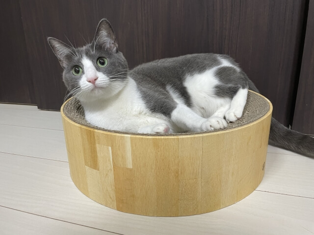 爪とぎに寝る猫