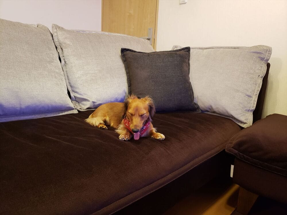 RX-G SOFA & pet