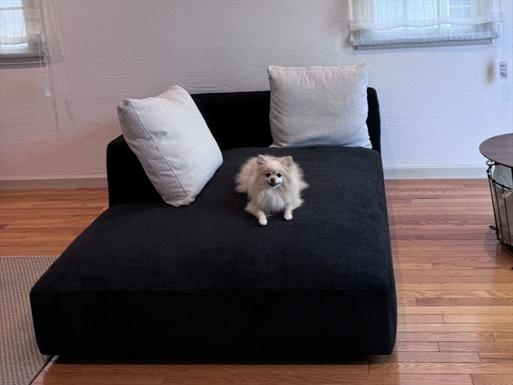 LA SOFAとペット