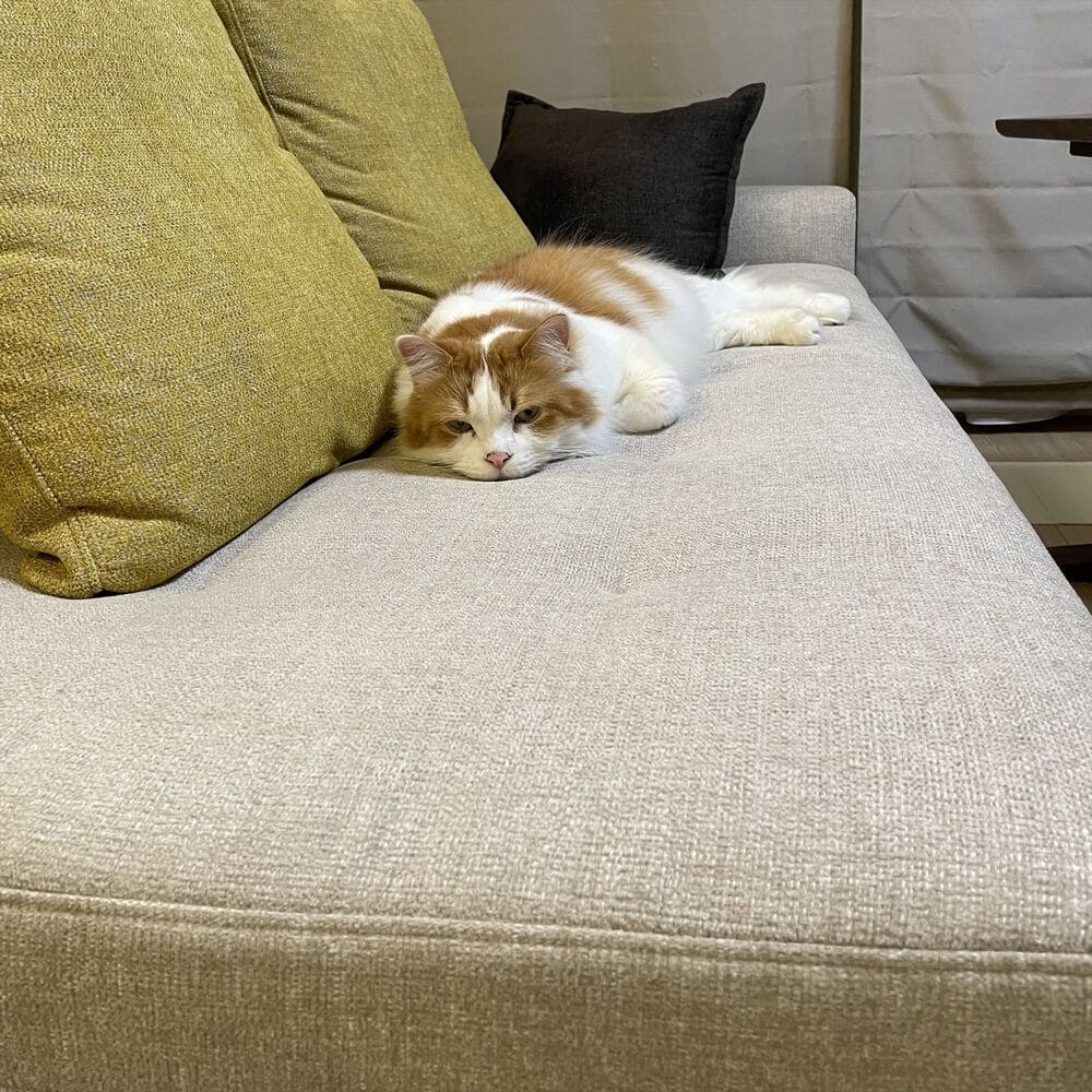 RX-Fソファとペットの納品事例