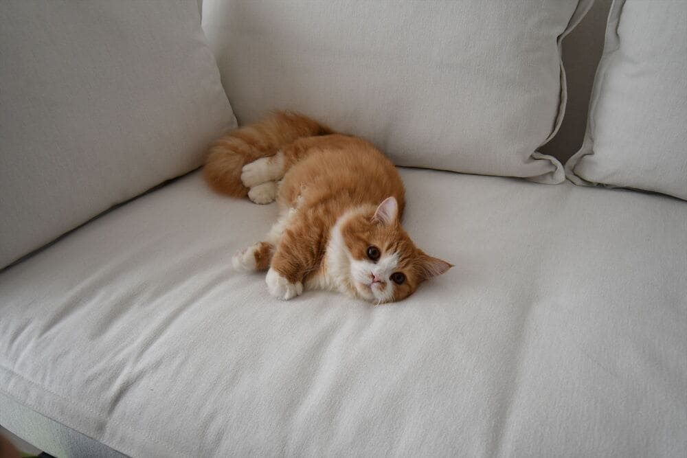 RX-G SOFA & pet