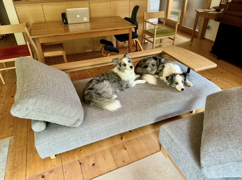 LD SOFAとペット