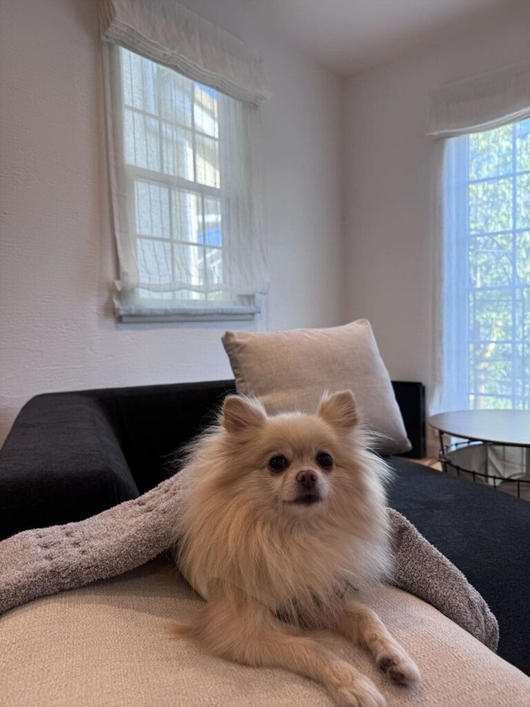 LA SOFAとペット