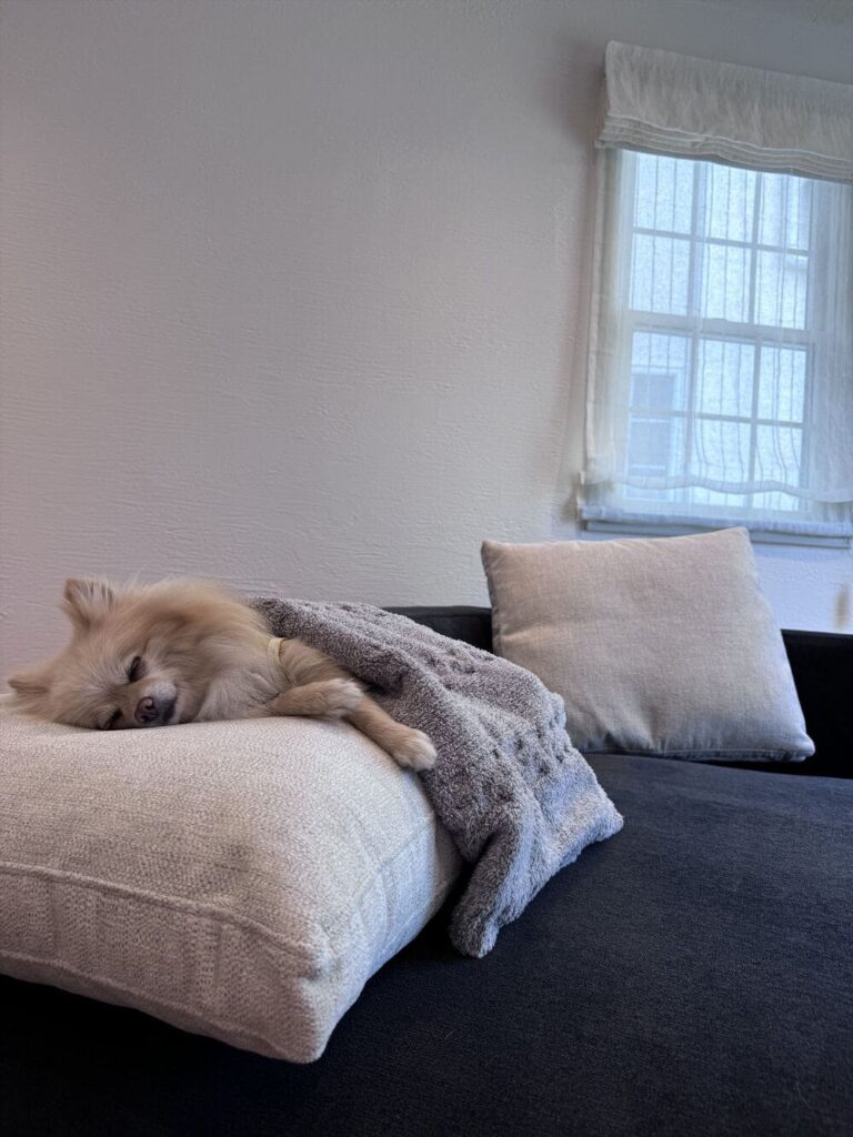 LA SOFAとペット