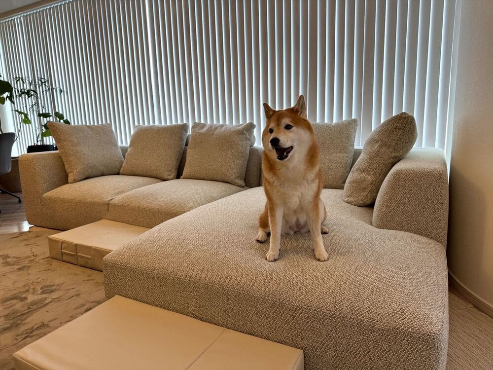 LA カウチソファとペット