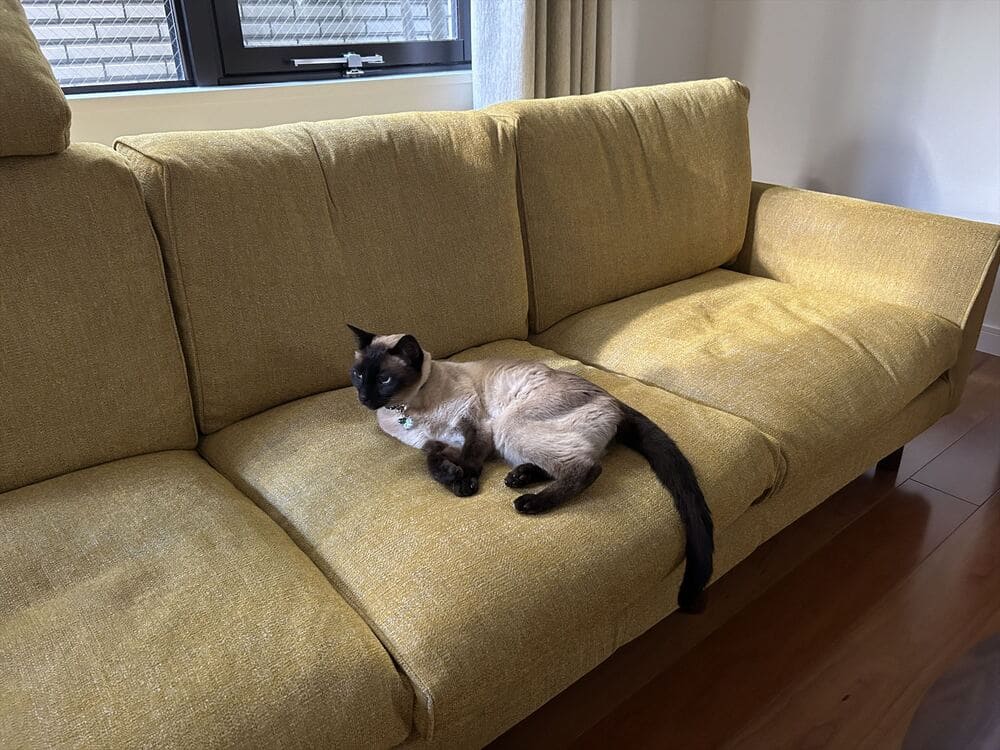 PG SOFAとペット