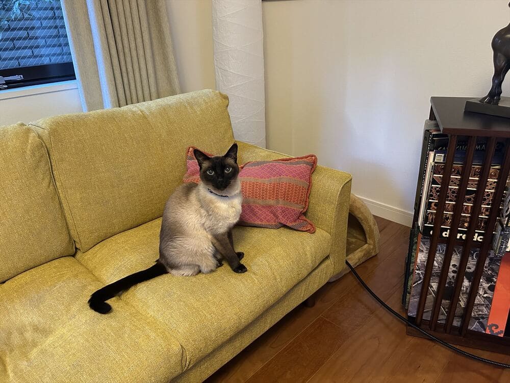 PG SOFAとペット