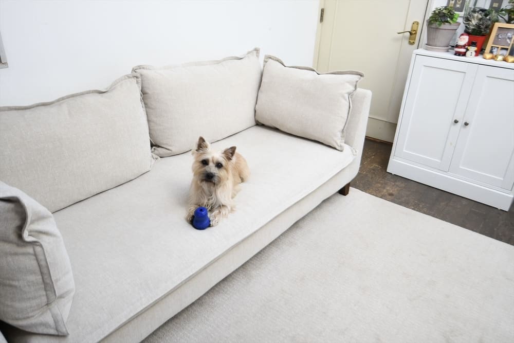 RX-G SOFAとペット