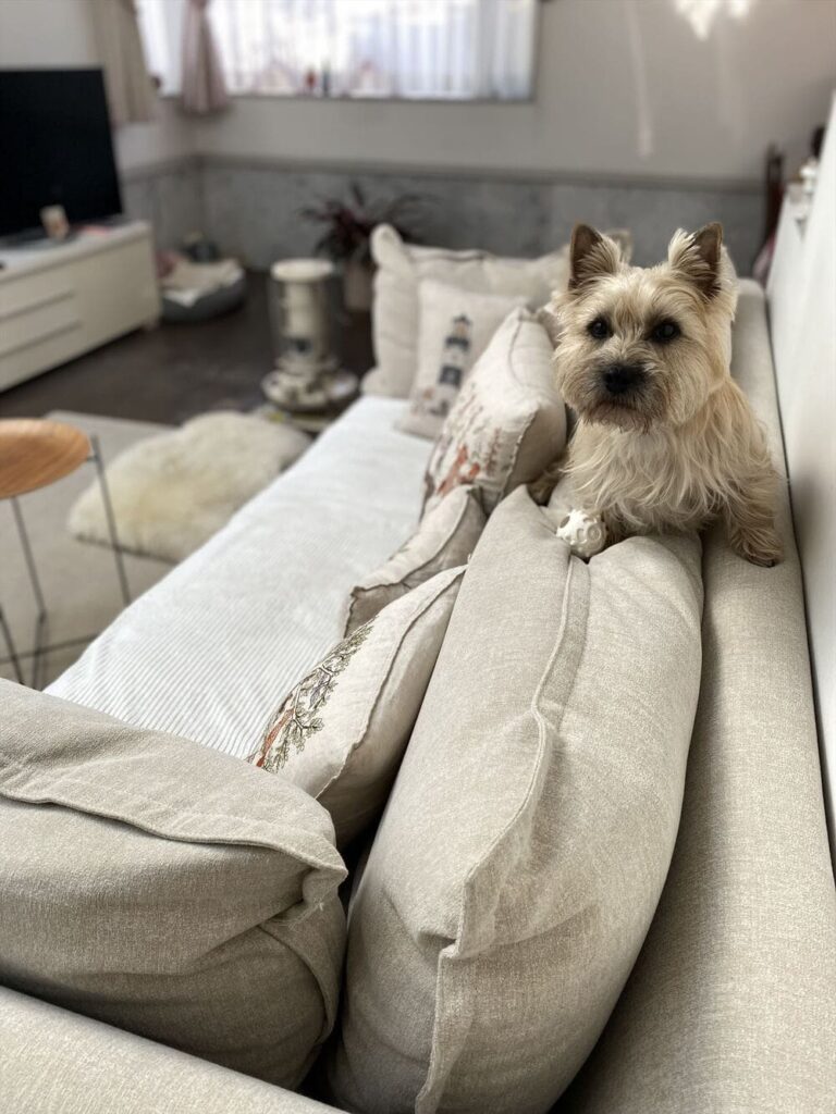 RX-G SOFAとペット