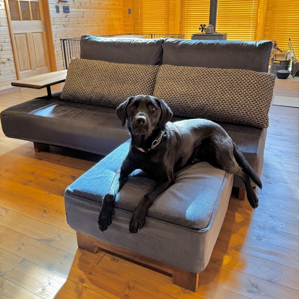 LD SOFAとペット