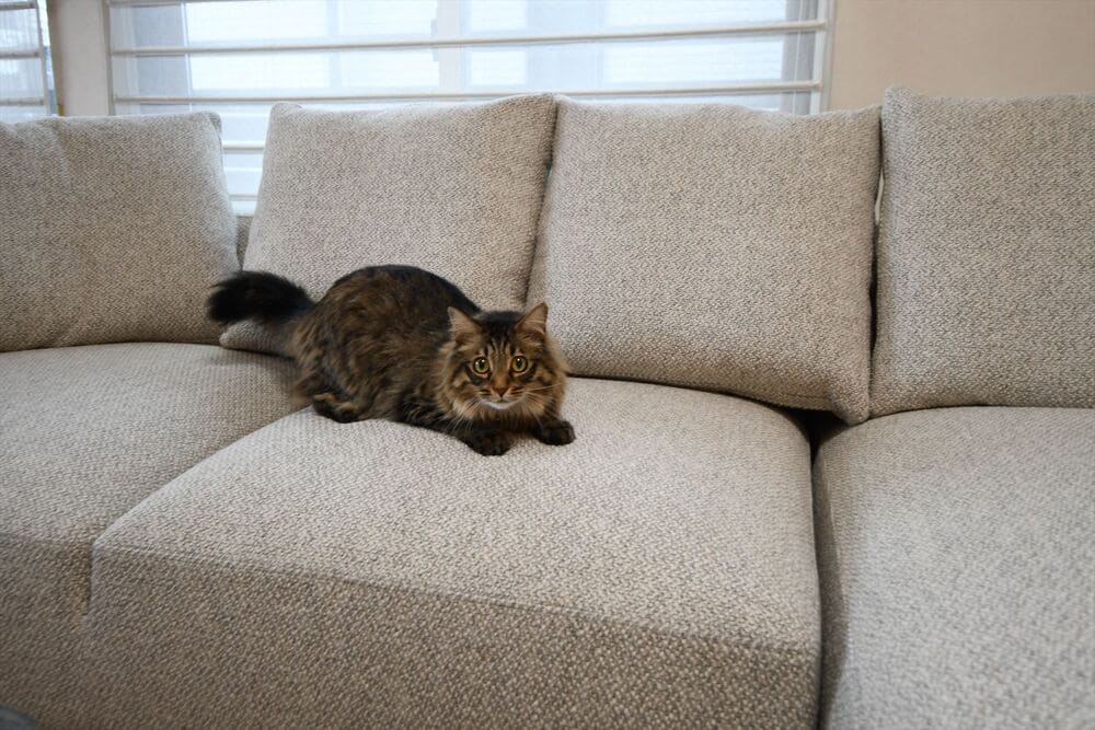 LAカウチソファとペット