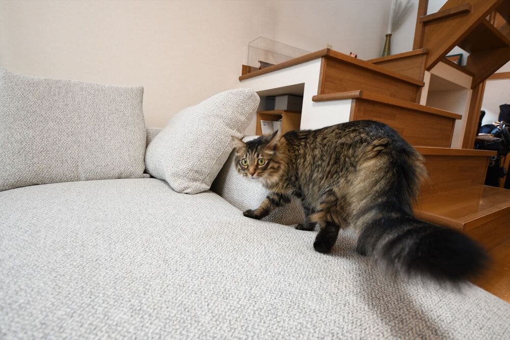 LAカウチソファとペット